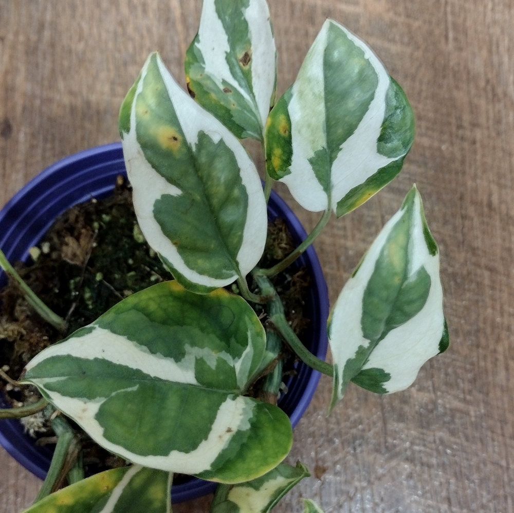 Pothos Njoy-Rehab (5in pot)